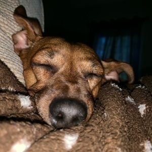 Meet your Posher, Ally